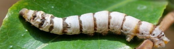 Registration of mulberry cultivation in Amravati | अमरावती विभागात उद्दिष्टाच्या २७७ पटीने तूती लागवडीची नोंदणी