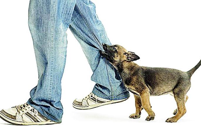 There is no competent mechanism for catching street dogs in Nagpur | नागपुरातील मोकाट कुत्री पकडण्यासाठी सक्षम यंत्रणाच नाही