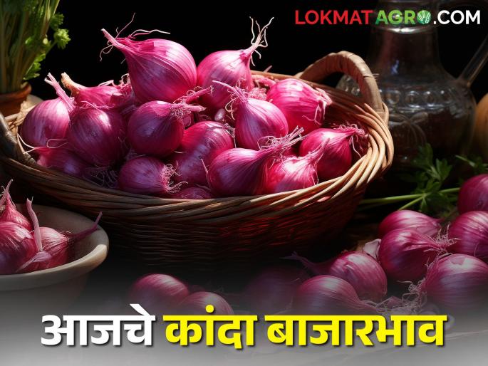 Income decreased in the state, how did onion market price? Today's onion market price | राज्यात आवक घटली, कांदा बाजारभाव कसा मिळाला? आजचे कांदा बाजारभाव Income decreased in the state, how did onion market price? Today's onion market price | राज्यात आवक घटली, कांदा बाजारभाव कसा मिळाला? आजचे कांदा बाजारभाव