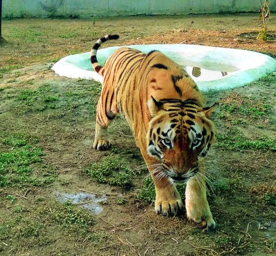 Artificial legs to 'Sahebrao' in Nagpur | नागपूरच्या ‘साहेबराव’ला लावणार कृत्रिम पाय