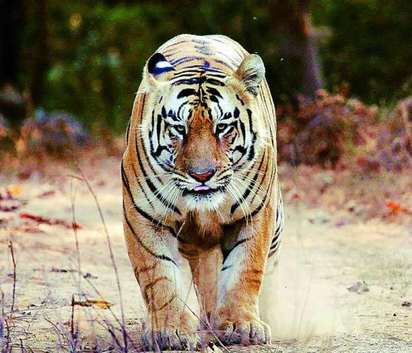 After 'Jay' now 'Jaichand' also missing? | ‘जय’नंतर आता ‘जयचंद’ही बेपत्ता? After 'Jay' now 'Jaichand' also missing? | ‘जय’नंतर आता ‘जयचंद’ही बेपत्ता?