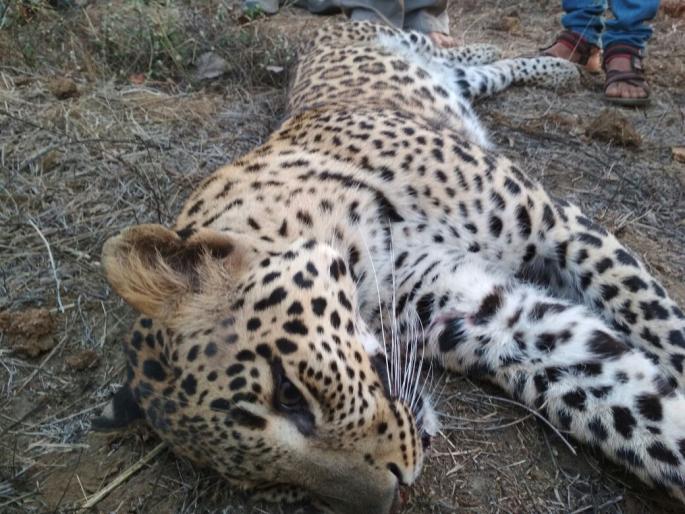 In the Gondia district, the leopard was killed in an unknown vehicle | गोंदिया जिल्ह्यात अज्ञात वाहनाच्या धडकेत बिबट्या ठार In the Gondia district, the leopard was killed in an unknown vehicle | गोंदिया जिल्ह्यात अज्ञात वाहनाच्या धडकेत बिबट्या ठार