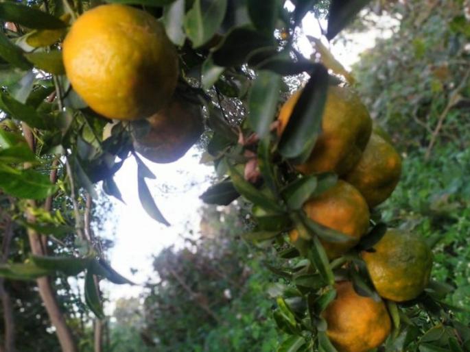 Orange crop effected due to unseasonal rains and humid weather | अवकाळी पाऊस आणि दमट हवामानामुळे संत्र्याच्या आंबिया बहराची फळगळ