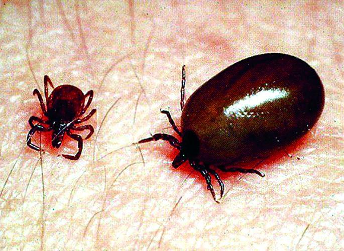 Scratch typhus' enters in Nagpur | नागपुरात जीवघेण्या ‘स्क्रब टायफस’चा फास Scratch typhus' enters in Nagpur | नागपुरात जीवघेण्या ‘स्क्रब टायफस’चा फास