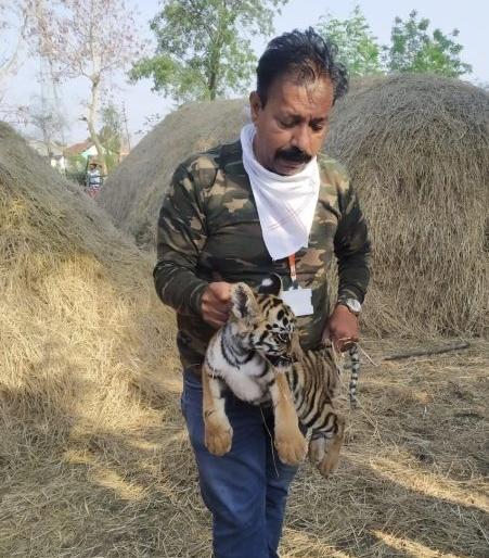 Forest department protects tiger calf in Chandrapur district | चंद्रपूर जिल्ह्यात वाघाच्या बछड्याला वनविभागाचे संरक्षण Forest department protects tiger calf in Chandrapur district | चंद्रपूर जिल्ह्यात वाघाच्या बछड्याला वनविभागाचे संरक्षण