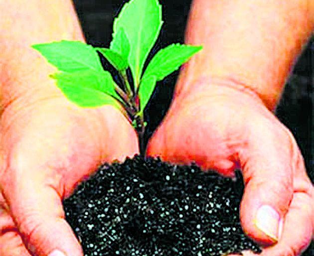 Indication of extension of tree plantation campaign in the state | राज्यातील वृक्षलागवड मोहिमेचा कालावधी वाढण्याचे संकेत Indication of extension of tree plantation campaign in the state | राज्यातील वृक्षलागवड मोहिमेचा कालावधी वाढण्याचे संकेत