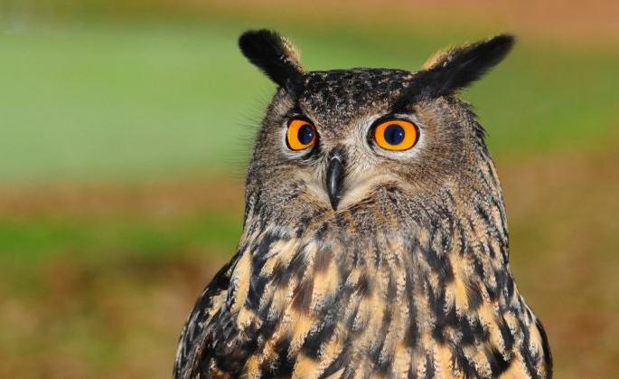 World Owl Day; Crisis on the existence of human ignorance | जागतिक रानपिंगळा दिन; मानवी अज्ञानाचे पिंगळ्याच्या अस्तित्वावर संकट World Owl Day; Crisis on the existence of human ignorance | जागतिक रानपिंगळा दिन; मानवी अज्ञानाचे पिंगळ्याच्या अस्तित्वावर संकट