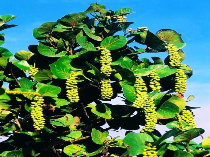 First scientific record of Seagrape exotic tree in Kolhapur; Jam, jelly is made from fruits | कोल्हापुरात सीग्रेप विदेशी वृक्षाची प्रथमच शास्त्रीय नोंद; फळांपासून बनवितात जॅम, जेली First scientific record of Seagrape exotic tree in Kolhapur; Jam, jelly is made from fruits | कोल्हापुरात सीग्रेप विदेशी वृक्षाची प्रथमच शास्त्रीय नोंद; फळांपासून बनवितात जॅम, जेली