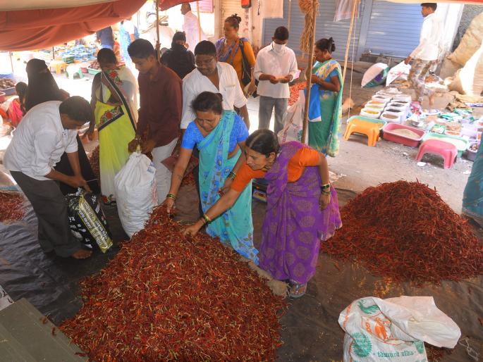 Red Chilli Rate: The crowd grew for the purchase | लाल मिरचीचा दर आवाक्यात: खरेदीसाठी गर्दी वाढली Red Chilli Rate: The crowd grew for the purchase | लाल मिरचीचा दर आवाक्यात: खरेदीसाठी गर्दी वाढली
