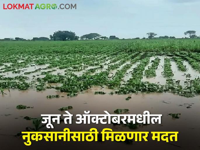 Fund sanctioned for farmers in Buldhana who suffered losses between June and October | बुलढाण्यातील शेतकऱ्यांसाठी खूशखबर! जून ते ऑक्टोबर दरम्यान झालेल्या नुकसानीसाठी निधी मंजूर Fund sanctioned for farmers in Buldhana who suffered losses between June and October | बुलढाण्यातील शेतकऱ्यांसाठी खूशखबर! जून ते ऑक्टोबर दरम्यान झालेल्या नुकसानीसाठी निधी मंजूर