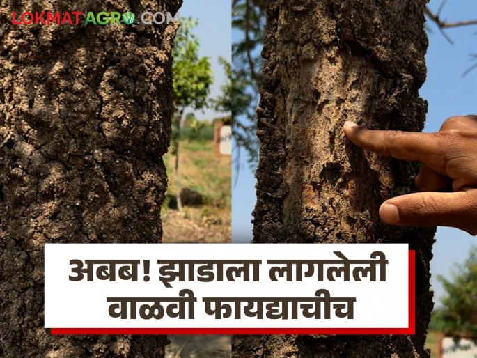 The forest tree beneficial Misconceptions among farmers | झाडाला लागलेली वाळवी फायद्याचीच! शेतकऱ्यांमध्ये असलेला समज चुकीचा? The forest tree beneficial Misconceptions among farmers | झाडाला लागलेली वाळवी फायद्याचीच! शेतकऱ्यांमध्ये असलेला समज चुकीचा?