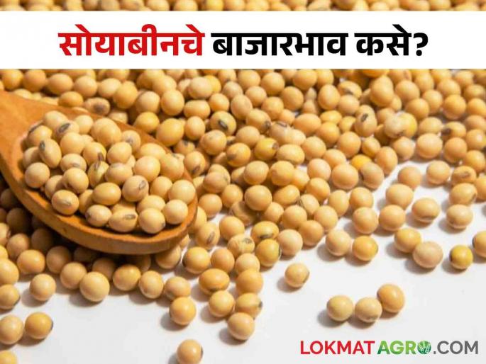 Soybean Market Maharashtra: Arrival of 6554 quintals of yellow soybeans in the morning session, the price is | Soybean Market Maharashtra: सकाळच्या सत्रात ६५५४ क्विंटल पिवळ्या सोयाबीनची आवक, असा मिळतोय भाव Soybean Market Maharashtra: Arrival of 6554 quintals of yellow soybeans in the morning session, the price is | Soybean Market Maharashtra: सकाळच्या सत्रात ६५५४ क्विंटल पिवळ्या सोयाबीनची आवक, असा मिळतोय भाव