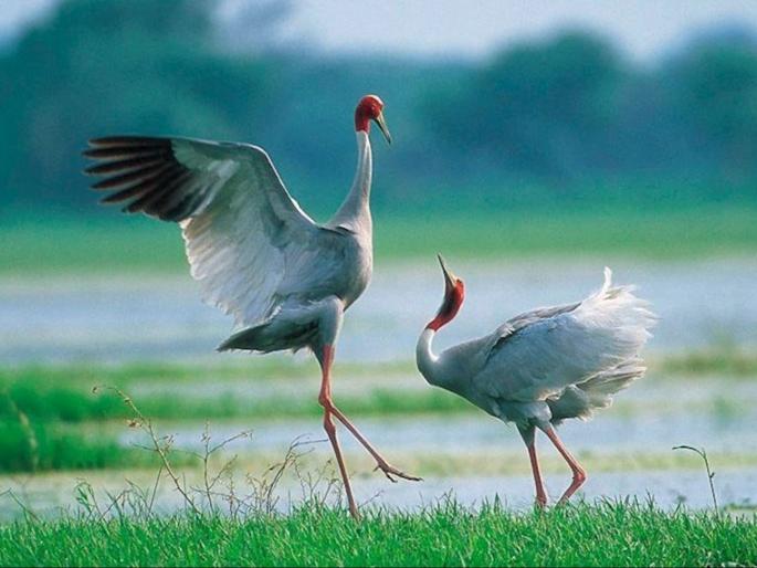 The stork, a symbol of love, is on the verge of extinction; The need for conservation measures | प्रेमाचे प्रतीक असलेला सारस पक्षी लुप्त होण्याच्या मार्गावर; संवर्धनासाठी उपाययोजनांची गरज The stork, a symbol of love, is on the verge of extinction; The need for conservation measures | प्रेमाचे प्रतीक असलेला सारस पक्षी लुप्त होण्याच्या मार्गावर; संवर्धनासाठी उपाययोजनांची गरज