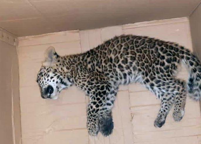 Leopard calf killed in accident | अपघातात बिबट्याचा बछडा ठार Leopard calf killed in accident | अपघातात बिबट्याचा बछडा ठार
