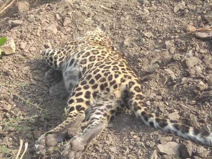 Suspicious death of leopard in Barshitakali taluka | बार्शीटाकळी तालुक्यात बिबटाचा संशयास्पद मृत्यू