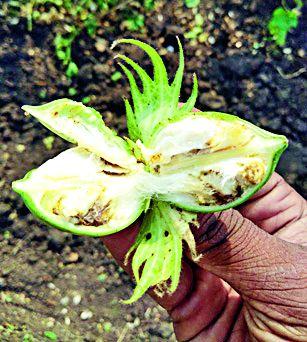 Order of the Agriculture Department to accept complaints | कृषी विभागाला तक्रारी स्वीकारण्याचे आदेश