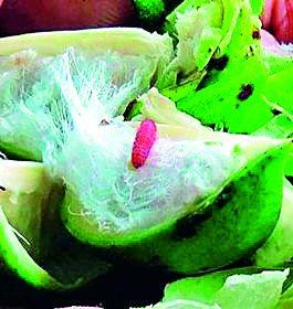 Government help to cut cotton | कपाशीच्या मदतीसाठी शासनाचे घूमजाव Government help to cut cotton | कपाशीच्या मदतीसाठी शासनाचे घूमजाव