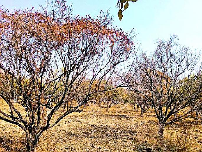 Sooty Sandra Bagga due to lack of water | पाण्याअभावी सुकल्या संत्राबागा Sooty Sandra Bagga due to lack of water | पाण्याअभावी सुकल्या संत्राबागा