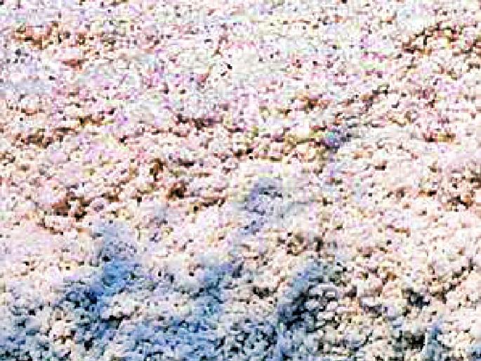 Thousands robbed behind cotton carts! | कापूस गाडीमागे हजारांची लूट! Thousands robbed behind cotton carts! | कापूस गाडीमागे हजारांची लूट!