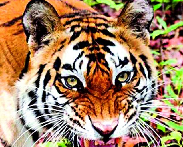 Leader Tiger in Malkhed, Bhankhed area | मालखेड, भानखेड परिसरात पट्टेदार वाघ Leader Tiger in Malkhed, Bhankhed area | मालखेड, भानखेड परिसरात पट्टेदार वाघ