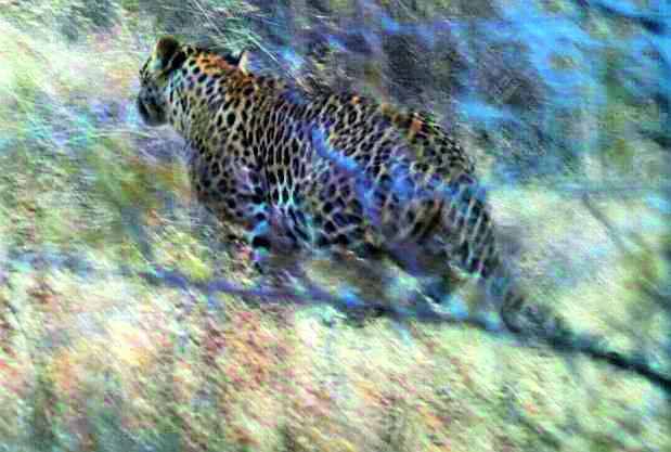 Bigot found in Chirodi forest | चिरोडी जंगलात आढळला बिबट Bigot found in Chirodi forest | चिरोडी जंगलात आढळला बिबट