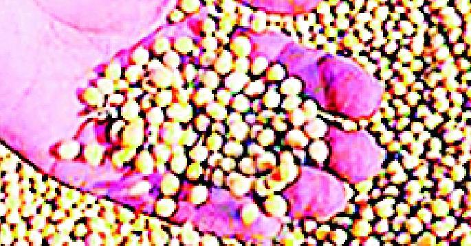 Mahabeej will be given new seeds | महाबीजला दणका नव्याने देणार बियाणे Mahabeej will be given new seeds | महाबीजला दणका नव्याने देणार बियाणे