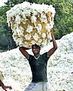 Market Committee 's cess of millions of rupees by selling cotton | परस्पर कापूस विक्रीने बाजार समितीचा लाखोंचा सेस बुडाला Market Committee 's cess of millions of rupees by selling cotton | परस्पर कापूस विक्रीने बाजार समितीचा लाखोंचा सेस बुडाला