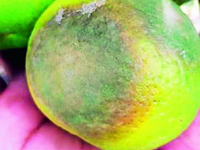 New crisis, orange throat with fungal disease | नवे संकट, बुरशीजन्य रोगाने संत्राची गळ New crisis, orange throat with fungal disease | नवे संकट, बुरशीजन्य रोगाने संत्राची गळ