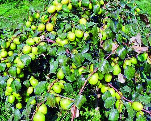 Apple Bore Production Declines | अॅपल बोरच्या उत्पादनात घट Apple Bore Production Declines | अॅपल बोरच्या उत्पादनात घट