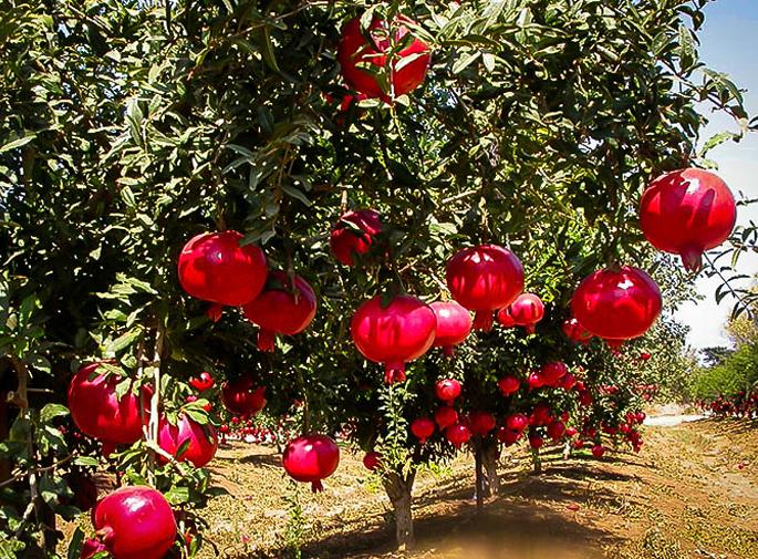 The benefits of the Phundkar Horticulture scheme to 125 farmers | १२५ शेतकऱ्यांना फुंडकर फळबाग योजनेचा लाभ