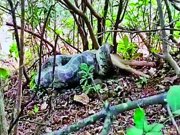 16 foot pythons found in the valley of Hirdoshi | अबब...! हिर्डोशी खोऱ्यात सापडला १६ फुटी अजगर; सर्पमित्रांकडून जीवदान 16 foot pythons found in the valley of Hirdoshi | अबब...! हिर्डोशी खोऱ्यात सापडला १६ फुटी अजगर; सर्पमित्रांकडून जीवदान