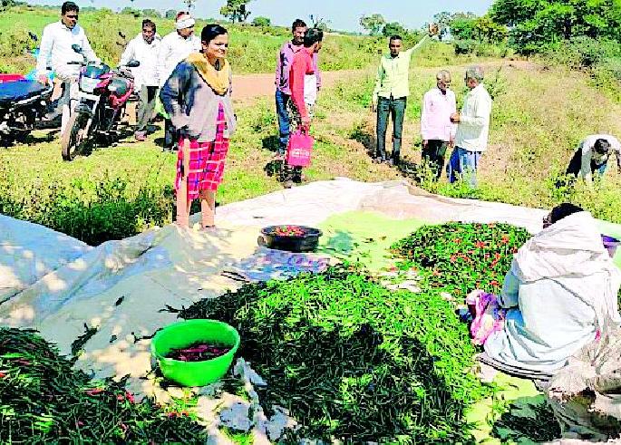 Farmers get relief directly from the consumer scheme | शेतकरी ते थेट ग्राहक योजनेतून दिलासा Farmers get relief directly from the consumer scheme | शेतकरी ते थेट ग्राहक योजनेतून दिलासा