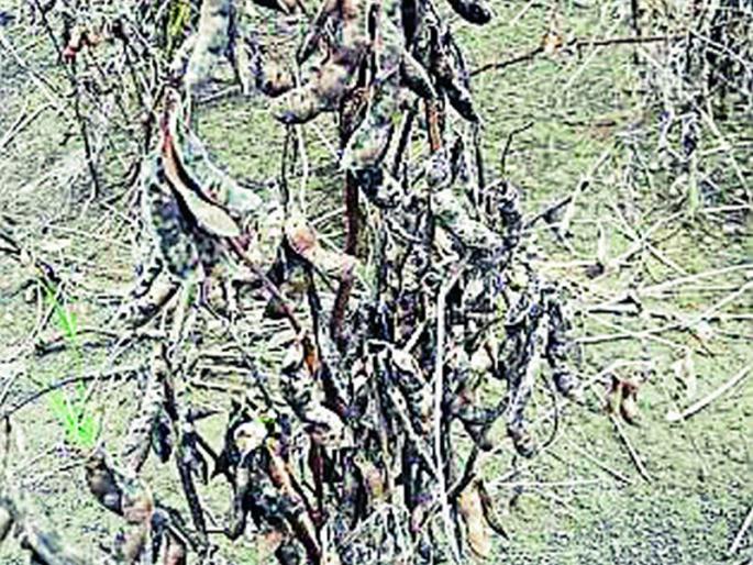 Even after reporting the crop loss within 72 hours, the insurance company did not help | 72 तासांत पीक नुकसानीची माहिती देवूनही विमा कंपनीची मदत मिळेना Even after reporting the crop loss within 72 hours, the insurance company did not help | 72 तासांत पीक नुकसानीची माहिती देवूनही विमा कंपनीची मदत मिळेना