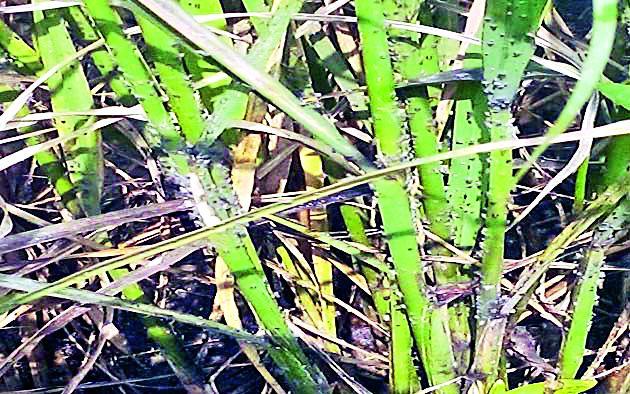 Groundnut for Farmers | तुडतुडा ठरला शेतकºयांसाठी कर्दनकाळ