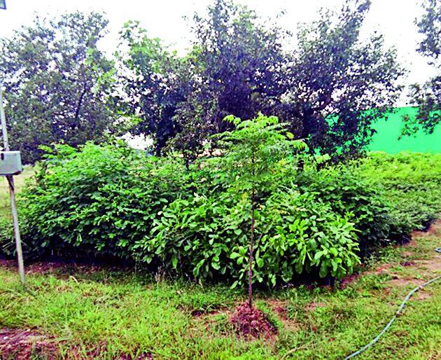 Gondbangal to purchase forestry material | वनीकरणाच्या साहित्य खरेदीचे गौडबंगाल