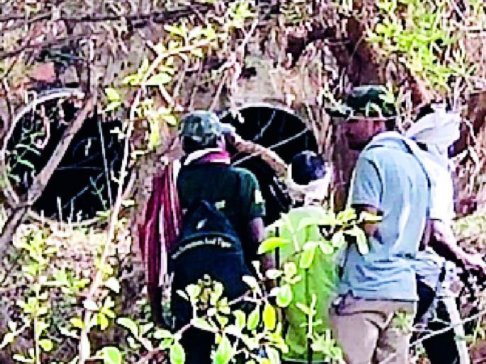 BAGNTHADA BANGLADESH | बावनथडी प्रकल्पाच्या कालव्यात वाघाचे बस्तान BAGNTHADA BANGLADESH | बावनथडी प्रकल्पाच्या कालव्यात वाघाचे बस्तान