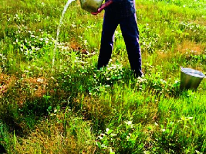 The farmer left the field after seeing the crop | पीक पाहून शेतकऱ्याने सोडले शेतात जाणे