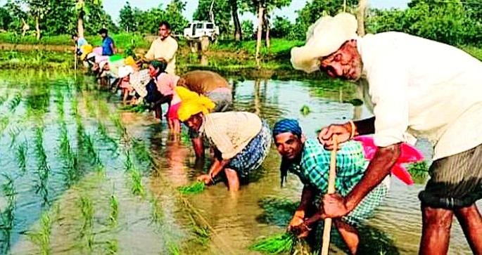 The rainfall in the district is average, but the paddy field is stagnant | जिल्ह्यात पाऊस सरासरीएवढा, पण धान राेवणी रखडलेलीच The rainfall in the district is average, but the paddy field is stagnant | जिल्ह्यात पाऊस सरासरीएवढा, पण धान राेवणी रखडलेलीच