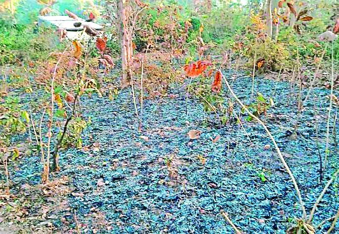 One km of Rajapur forest, the firefighters of fire | राजापूर जंगलाचा एक किमी परिसर आगीच्या भक्ष्यस्थानी One km of Rajapur forest, the firefighters of fire | राजापूर जंगलाचा एक किमी परिसर आगीच्या भक्ष्यस्थानी