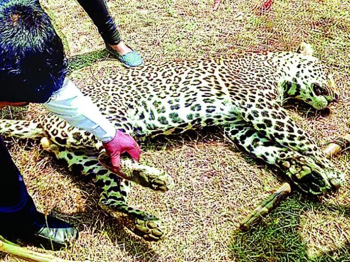 Investigation of the leopard death in cold water | बिबट मृत्युप्रकरणाचा तपास थंडबस्त्यात