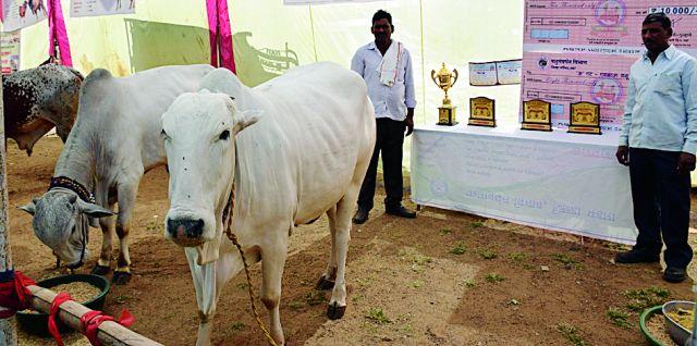 Gavleave Cow is proud of Vidarbha. | विदर्भाचा गौरव ठरताहे ‘गवळावू गाय’ Gavleave Cow is proud of Vidarbha. | विदर्भाचा गौरव ठरताहे ‘गवळावू गाय’