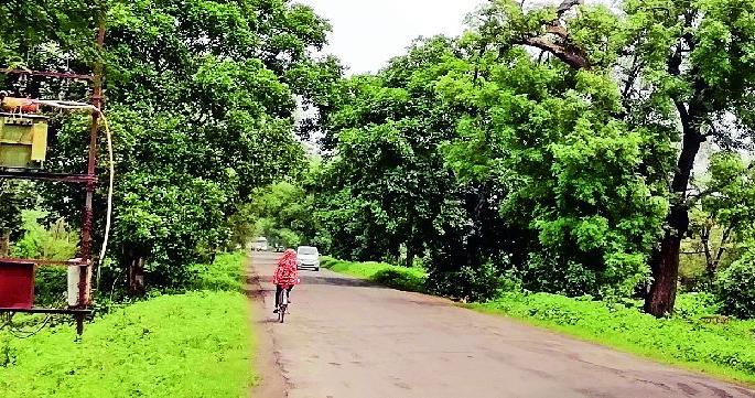 One thousand trees will fall victim to state highway construction | राज्य महामार्ग बांधकामात एक हजार वृक्षांचा बळी जाणार One thousand trees will fall victim to state highway construction | राज्य महामार्ग बांधकामात एक हजार वृक्षांचा बळी जाणार