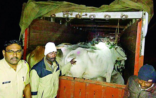 Invalid transport of animals in the reservoir | भंडाऱ्यात जनावरांची अवैध वाहतूक