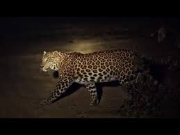 A leopard hit a two-wheeler on the road of Donwade canal | दोनवाडे कालव्याच्या रस्त्यावर बिबट्याची दुचाकीस्वारावर झडप A leopard hit a two-wheeler on the road of Donwade canal | दोनवाडे कालव्याच्या रस्त्यावर बिबट्याची दुचाकीस्वारावर झडप
