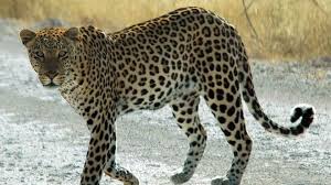 Calf attack: The incident in the garden | बिबट्याच्या हल्ल्यात वासरू गंभीर : बागायत येथील घटना Calf attack: The incident in the garden | बिबट्याच्या हल्ल्यात वासरू गंभीर : बागायत येथील घटना