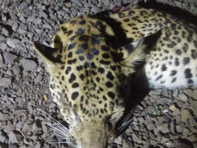 Leopards found under the train and killed | रेल्वेखाली सापडून बिबट्या ठार Leopards found under the train and killed | रेल्वेखाली सापडून बिबट्या ठार