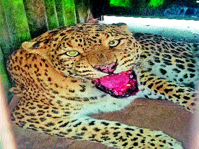 Leopards confiscated; Jogaltenbhit solution | बिबट्या जेरबंद; जोगलटेंभीत समाधान Leopards confiscated; Jogaltenbhit solution | बिबट्या जेरबंद; जोगलटेंभीत समाधान
