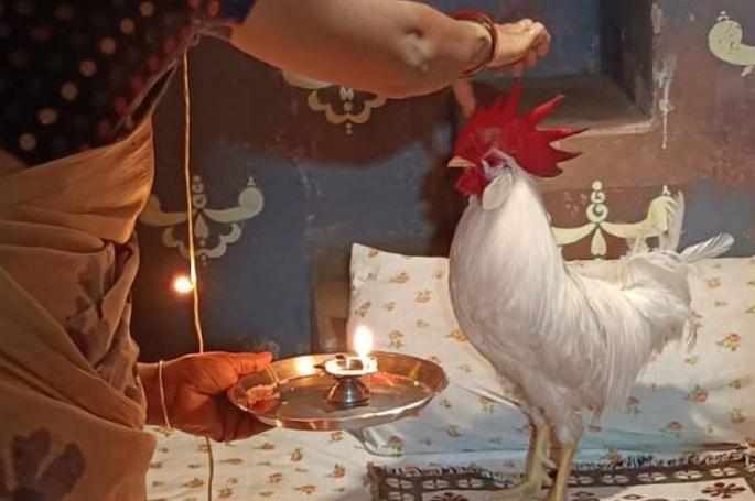 chickens birthday celebration picture goes viral | काय सांगता... चक्क कोंबड्याचा वाढदिवस, तो ही अगदी थाटात chickens birthday celebration picture goes viral | काय सांगता... चक्क कोंबड्याचा वाढदिवस, तो ही अगदी थाटात