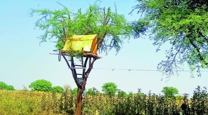 Dad! Stay up all night to protect crops! | बापरे ! पिकांच्या रखवालीसाठी रात्रभर रावट्यावर जागरण ! Dad! Stay up all night to protect crops! | बापरे ! पिकांच्या रखवालीसाठी रात्रभर रावट्यावर जागरण !