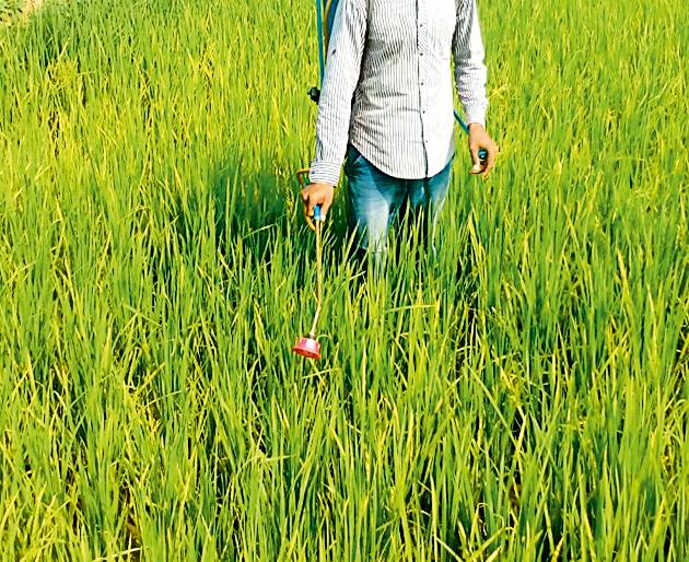 In Dhanapike crisis in Pobhurna taluka | पोंभुर्णा तालुक्यातील धानपिके संकटात In Dhanapike crisis in Pobhurna taluka | पोंभुर्णा तालुक्यातील धानपिके संकटात